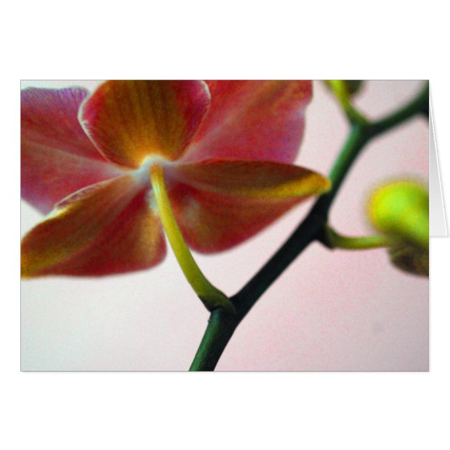 Cartão Orquídea Haiku (Frente Horizontal)
