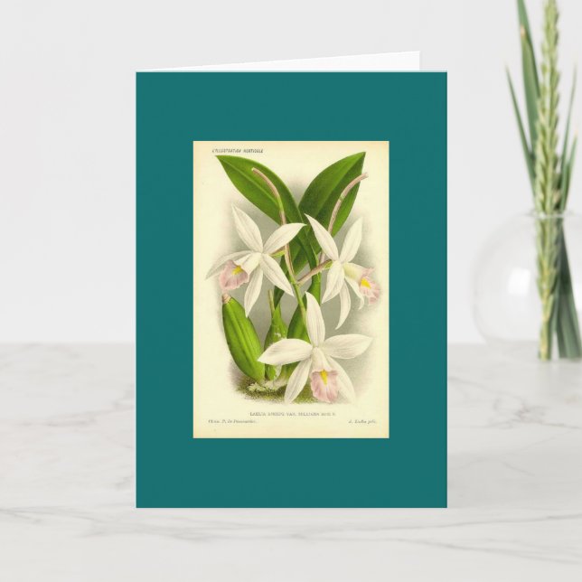 Cartão Orquídea - Laelia Anceps (Frente)