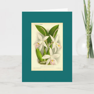 Cartão Orquídea - Laelia Anceps