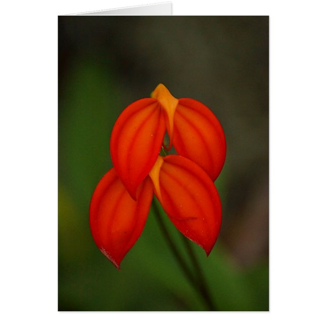 Cartão Orquídea Masdevallia ignea (Frente)