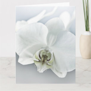 Cartão Orquídea Phalaenopsis Branca