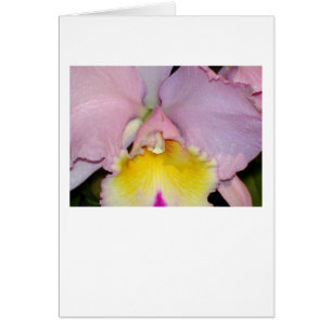 Cartão Orquídea primavera