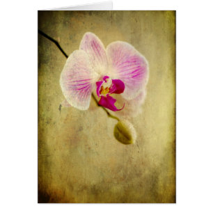 Cartão Orquídea Púrpura Flor Floral Vencido Antiguamente