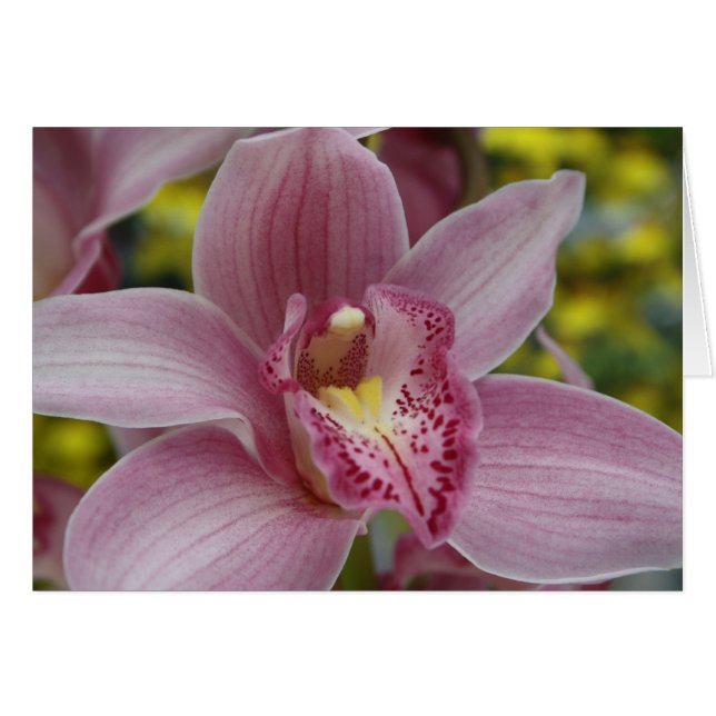 Cartão Orquídea rosa (Frente Horizontal)