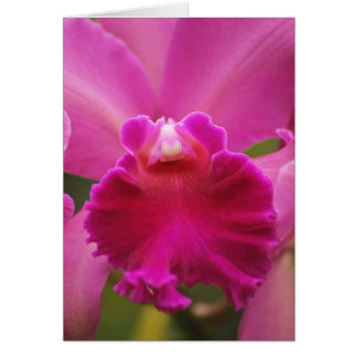 Cartão Orquídea Secreta