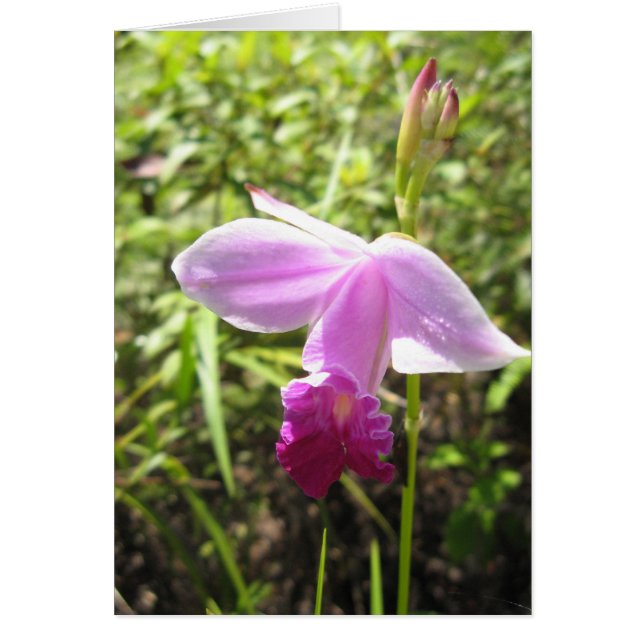 Cartão Orquídea Selvagem - Personalizada (Frente)