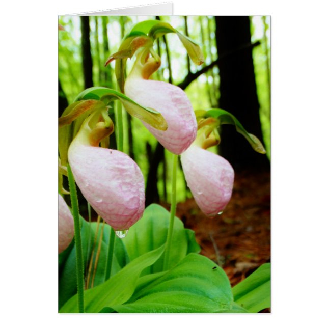 Cartão Orquídea silvestre de Lady Slipper Rosa (Frente)
