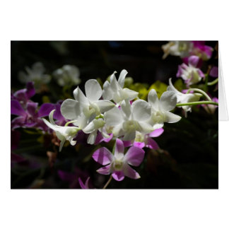 Cartão Orquídeas