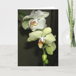 Cartão Orquídeas
