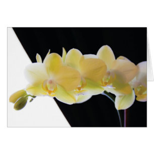 Cartão Orquídeas bonitas da manhã