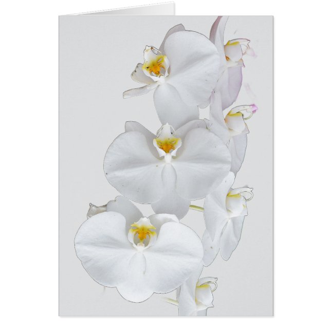 Cartão Orquídeas brancas (Frente)