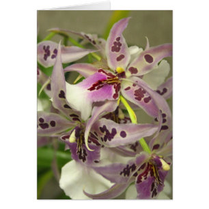 Cartão Orquídeas cor-de-rosa e brancas