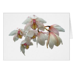 Cartão Orquídeas-Creme e Rosa