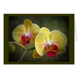 Cartão Orquídeas de traça amarelas - Phalaenopsis