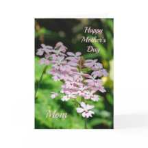 Orquídeas Dia das Mães