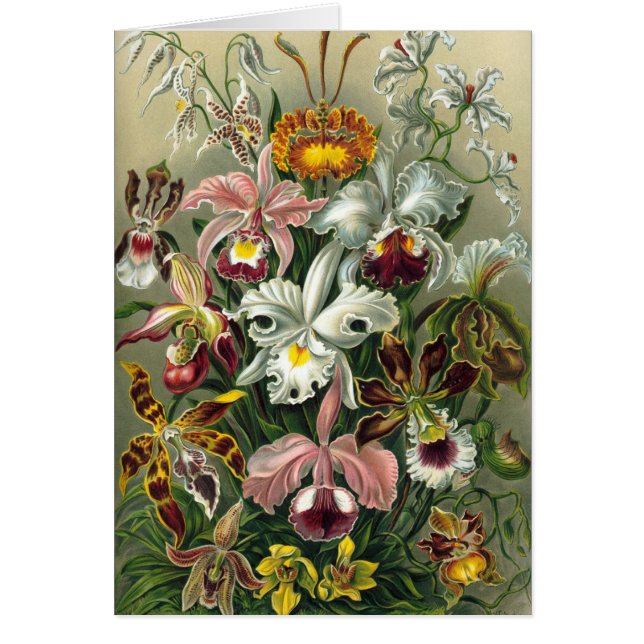 Cartão Orquídeas Ernst Haeckel, Flores Vintage da Florest (Frente)