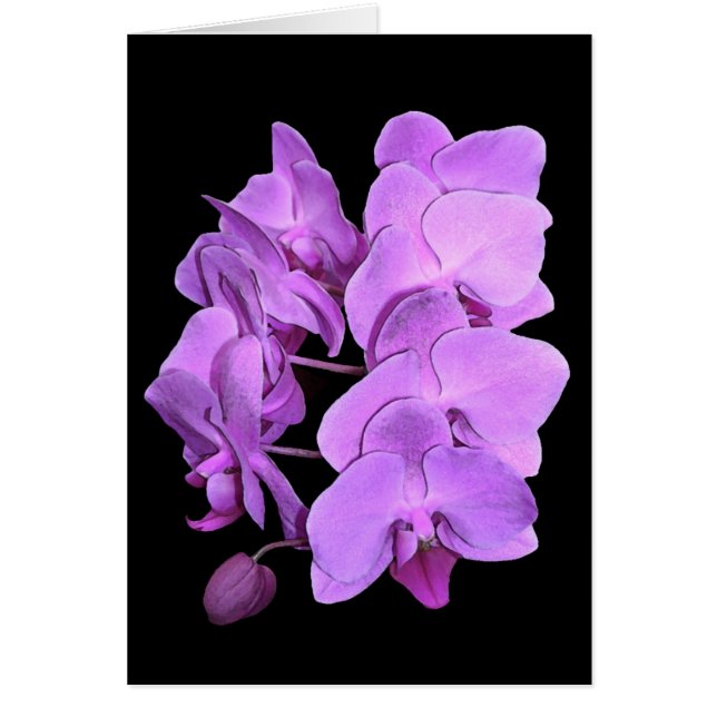 Cartão orquídeas (estilo do fresco) (Frente)