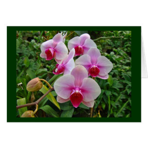 Cartão Orquídeas-Mama rosa - Phalaenopsis
