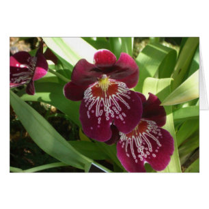 Cartão Orquídeas Maroon II Floral Elegante