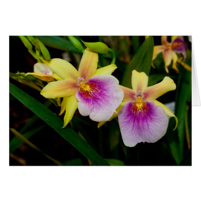 Cartão Orquídeas Púrpura Amarelas Miltonia Sunset (Frente horizontal)