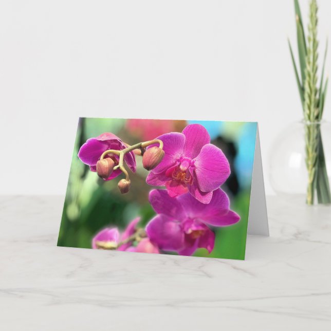 Cartão Orquídeas rosa (Frente)