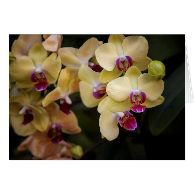Cartão Orquídeas rosa e amarela (Frente Horizontal)