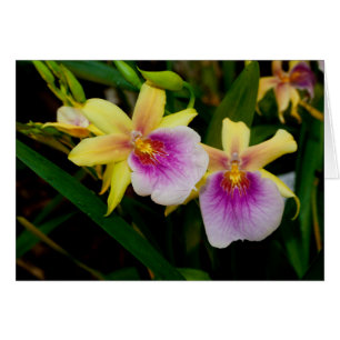 Cartão Orquídeas roxas cor-de-rosa amarelas do por do so