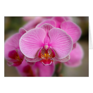 Cartão Orquídeas violetas