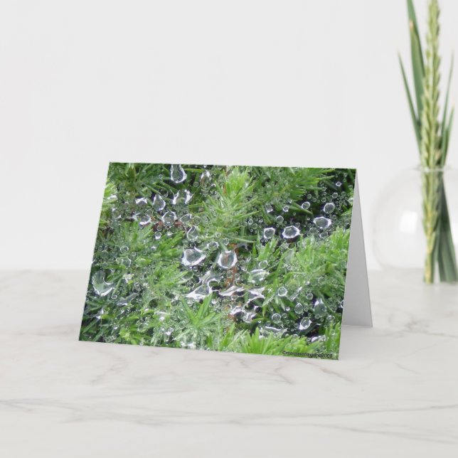 Cartão Orvalho da manhã (Frente)