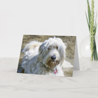 Cartão Os cães simpáticos ajudam a facilitar a dor sobre