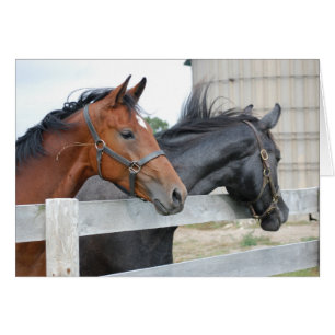 Cartão Os Cavalos Amantes