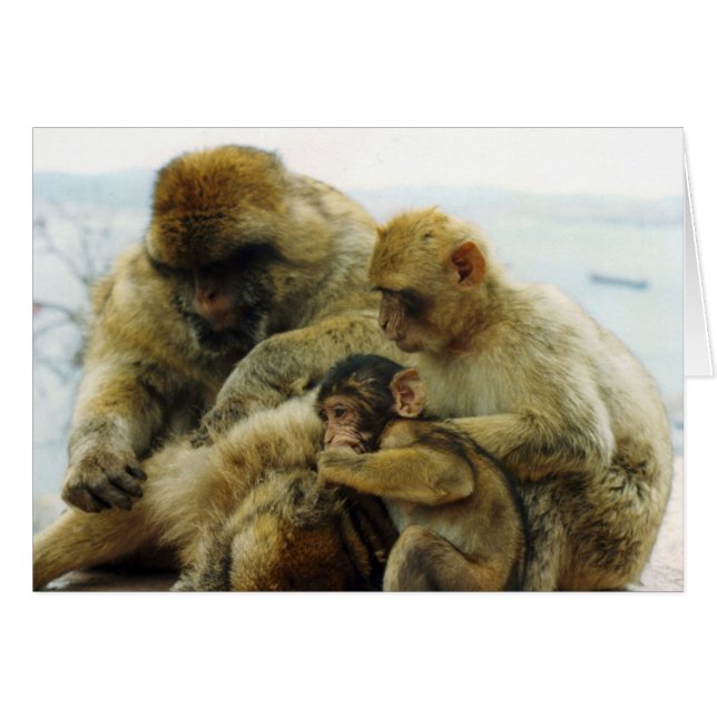 Cartão Os macacos de Barbary (Frente Horizontal)