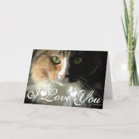 Os Olhos do Gato Foto Imagem Eu Te Amo