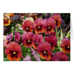 Cartão Os Pansies cardam para você!