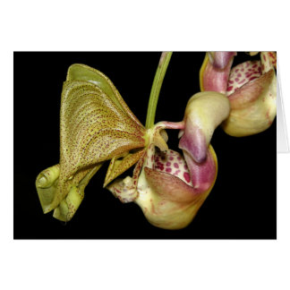 Cartão OSA: Coryanthes horichiana