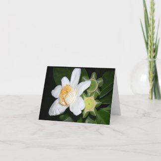 Cartão OSA: Gustavia brachycarpa