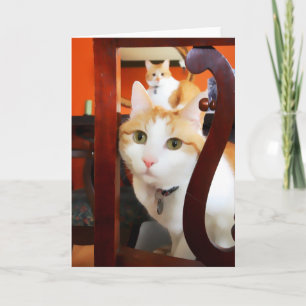 Cartão OSCAR e ERNIE osARTcats