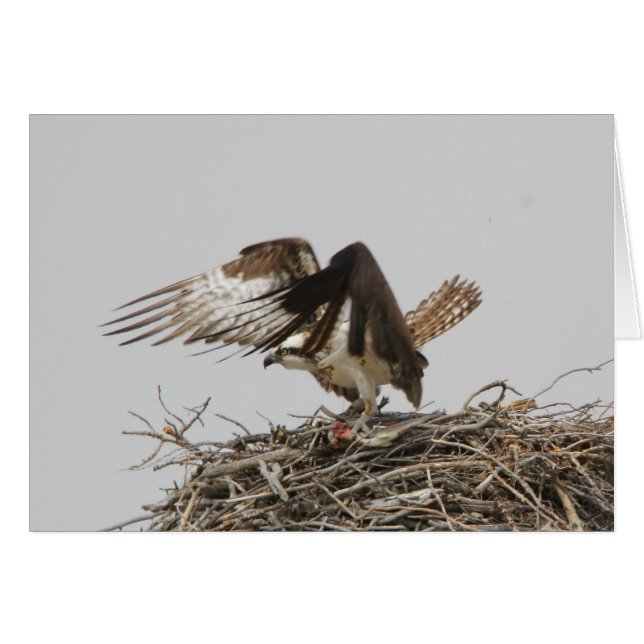 Cartão Osprey (Frente Horizontal)