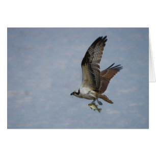 Cartão Osprey