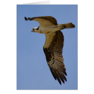 Cartão Osprey