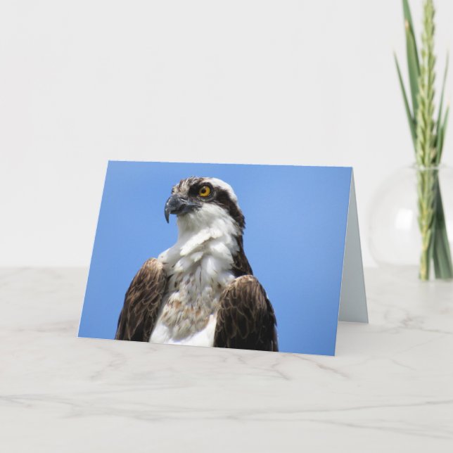 Cartão Osprey (4964) (Frente)