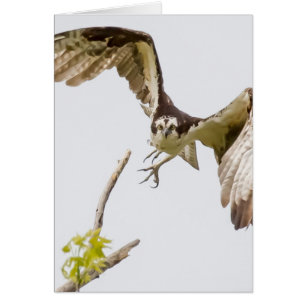 Cartão Osprey Chegando Em Você