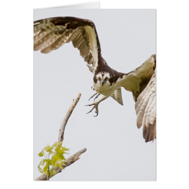 Cartão Osprey Chegando Em Você (Frente)