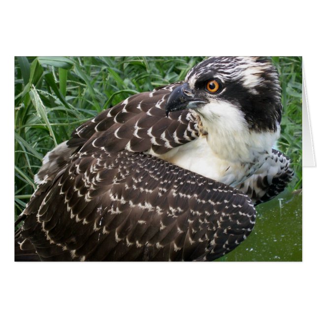 Cartão Osprey de alerta (Frente Horizontal)