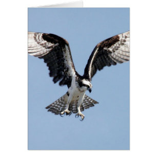 Cartão Osprey do vôo