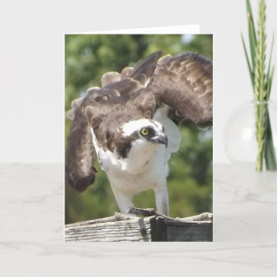 Cartão Osprey Greeting Card
