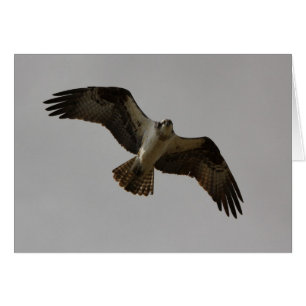 Cartão Osprey II