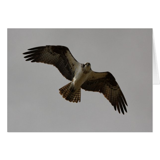 Cartão Osprey II (Frente Horizontal)