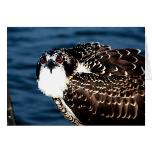 Cartão Osprey, Ilha Tilghman, Porto de Dogwood, Maryland