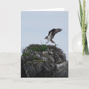 Cartão Osprey Landing Greeting Cards